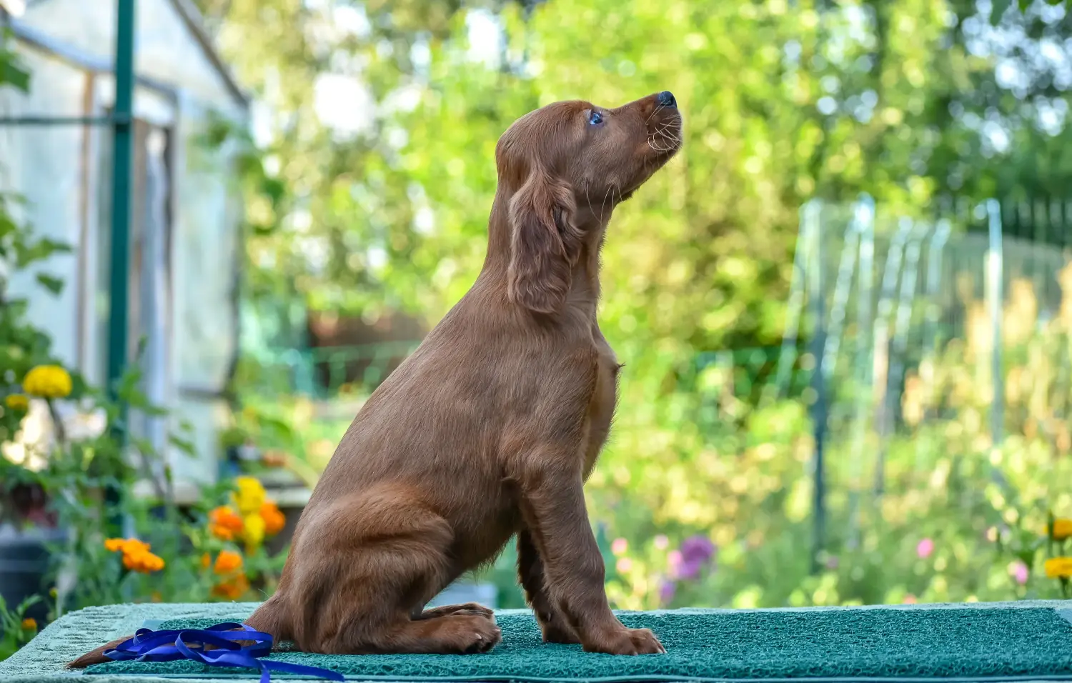 Buying an Irish Red Setter puppy means taking responsibility! Buy Irish Red Setter puppies.