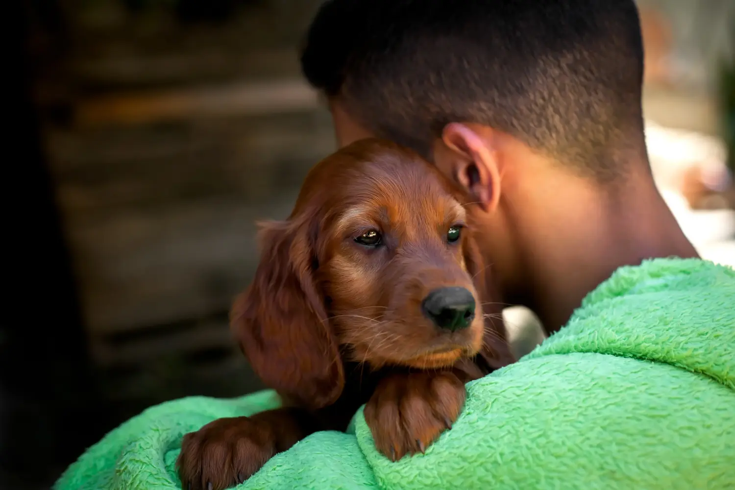 Buying an Irish Red Setter puppy means taking responsibility! Buy Irish Red Setter puppies.