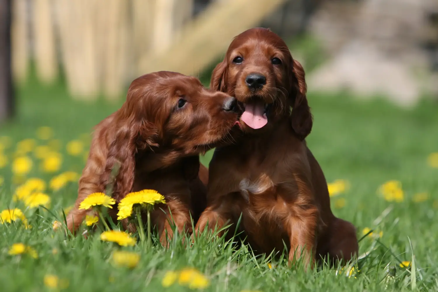 Buying an Irish Red Setter puppy means taking responsibility! Buy Irish Red Setter puppies.