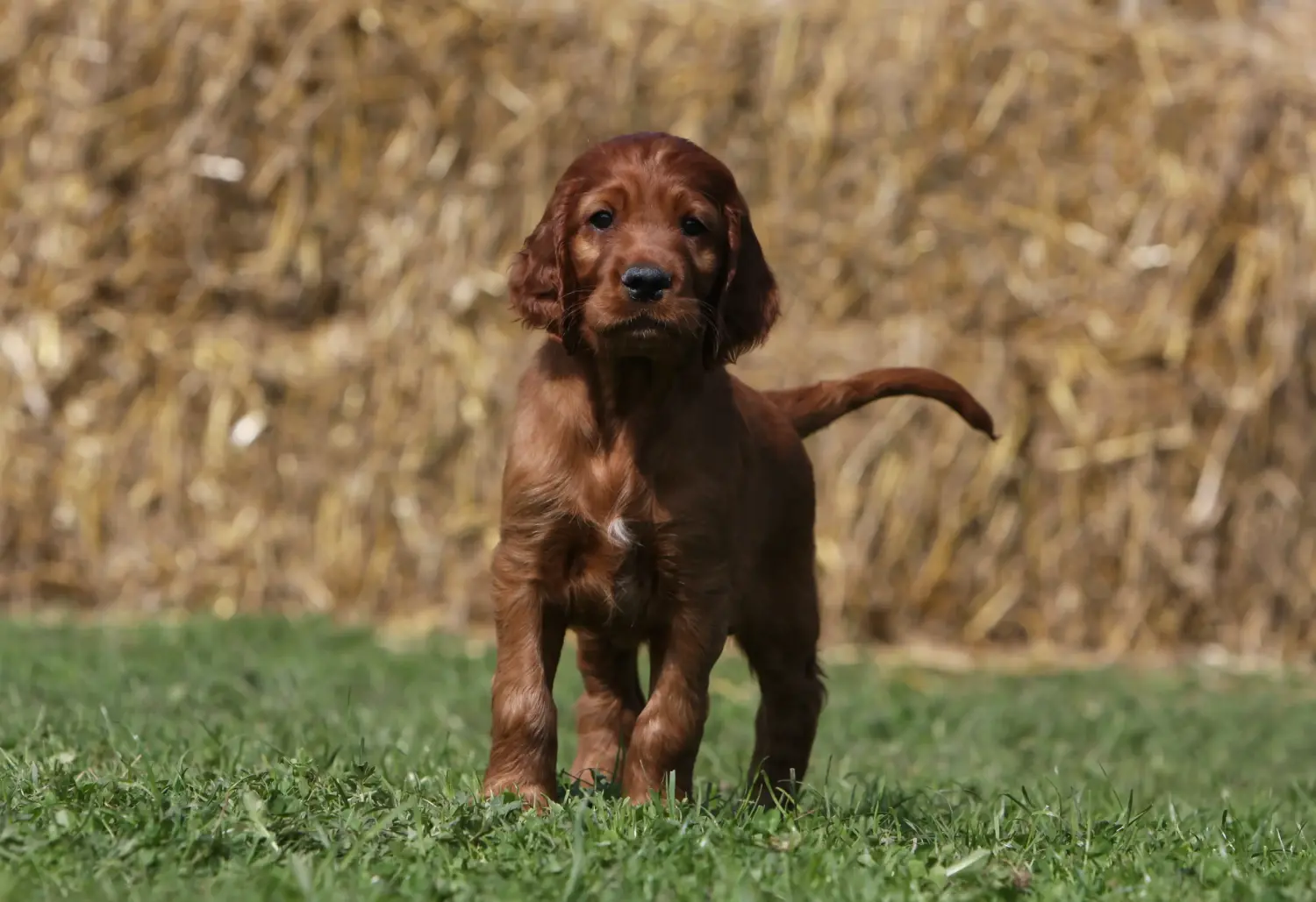 Buying an Irish Red Setter puppy means taking responsibility! Buy Irish Red Setter puppies.
