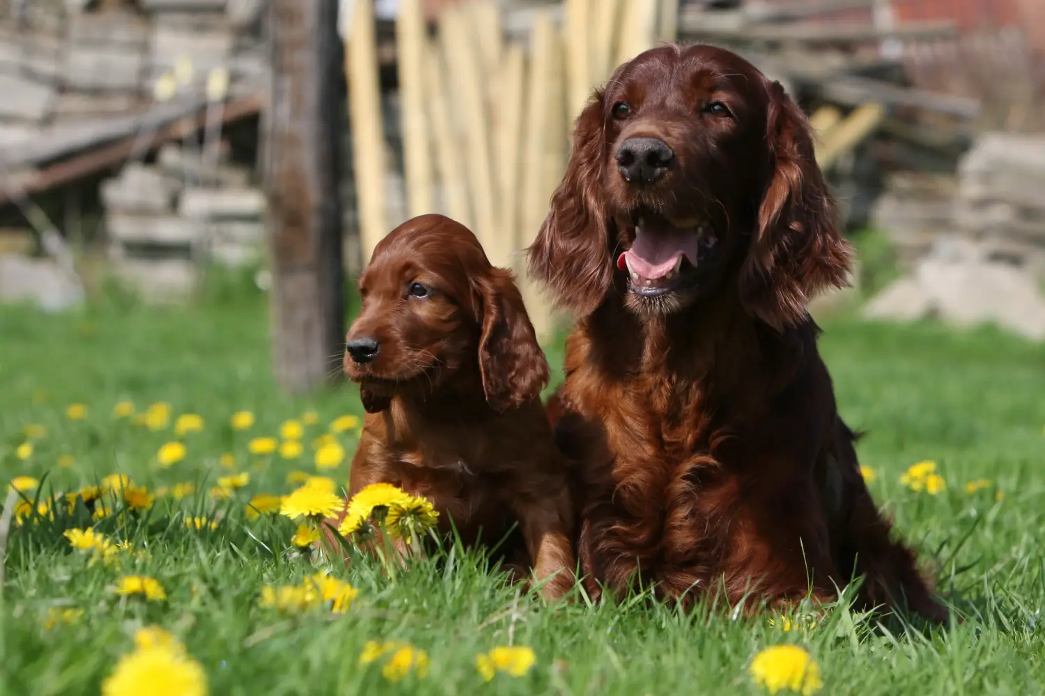 Buying an Irish Red Setter puppy means taking responsibility! Buy Irish Red Setter puppies.