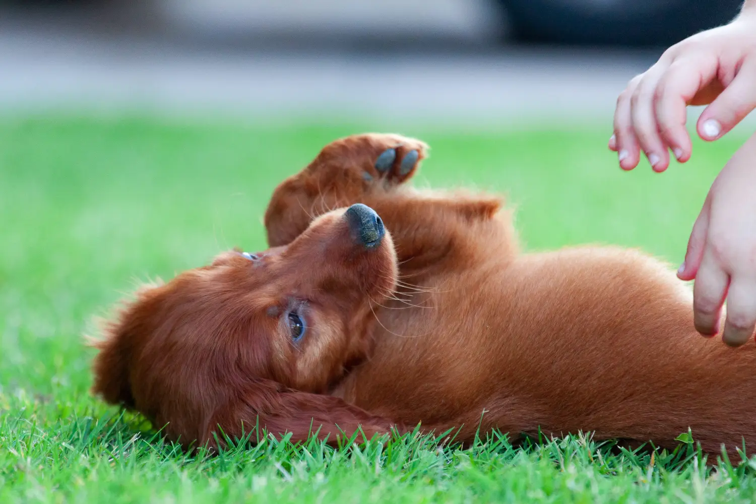 Buying an Irish Red Setter puppy means taking responsibility! Buy Irish Red Setter puppies.