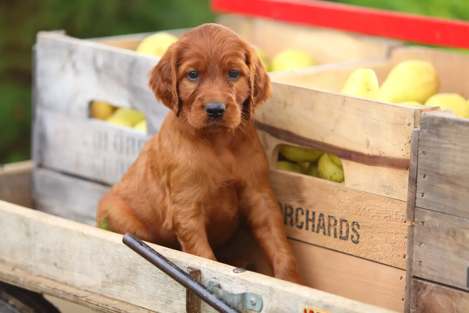 Buying an Irish Red Setter puppy means taking responsibility! Buy Irish Red Setter puppies.