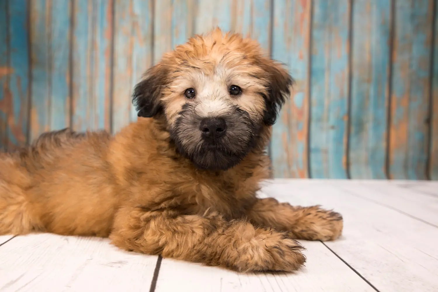 Buying an Irish Soft Coated Wheaten Terrier puppy means taking responsibility! Buy Irish Soft Coated Wheaten Terrier puppies.