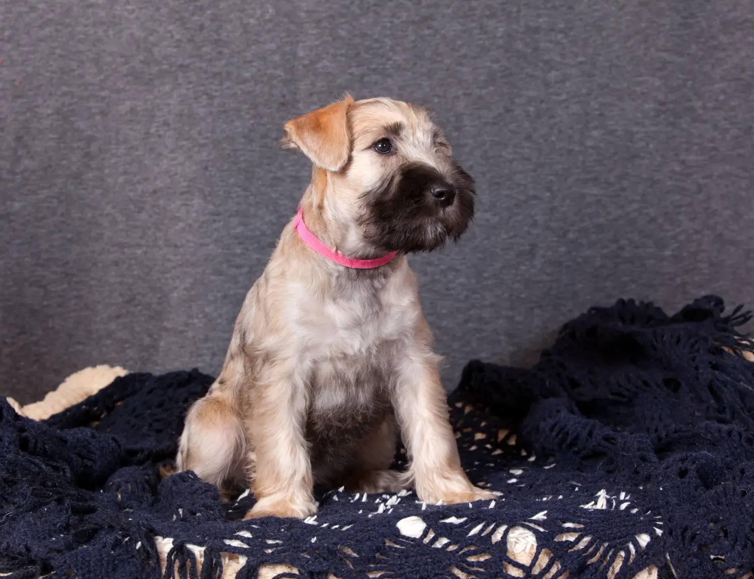 Buying an Irish Soft Coated Wheaten Terrier puppy means taking responsibility! Buy Irish Soft Coated Wheaten Terrier puppies.