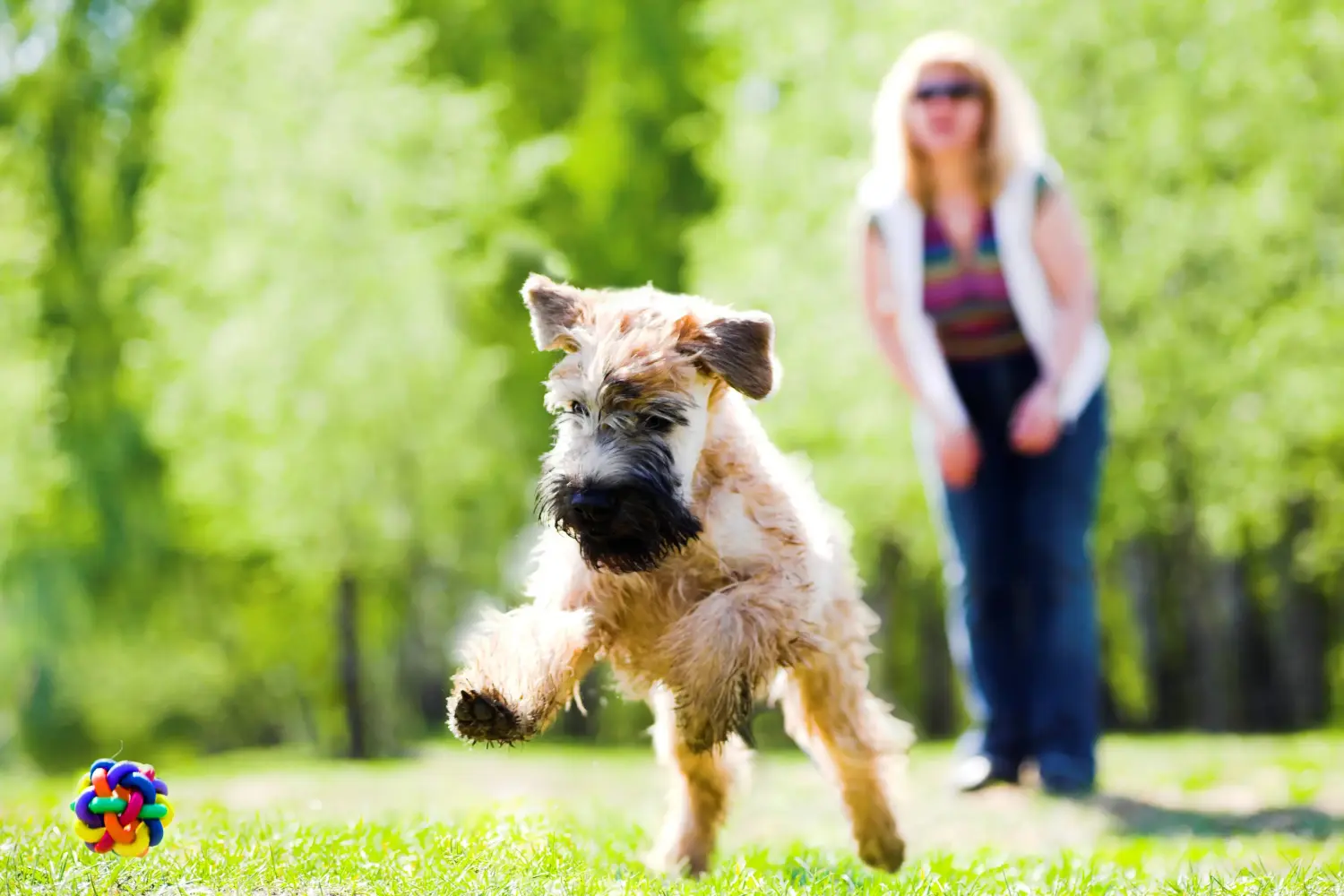 Buying an Irish Soft Coated Wheaten Terrier puppy means taking responsibility! Buy Irish Soft Coated Wheaten Terrier puppies.