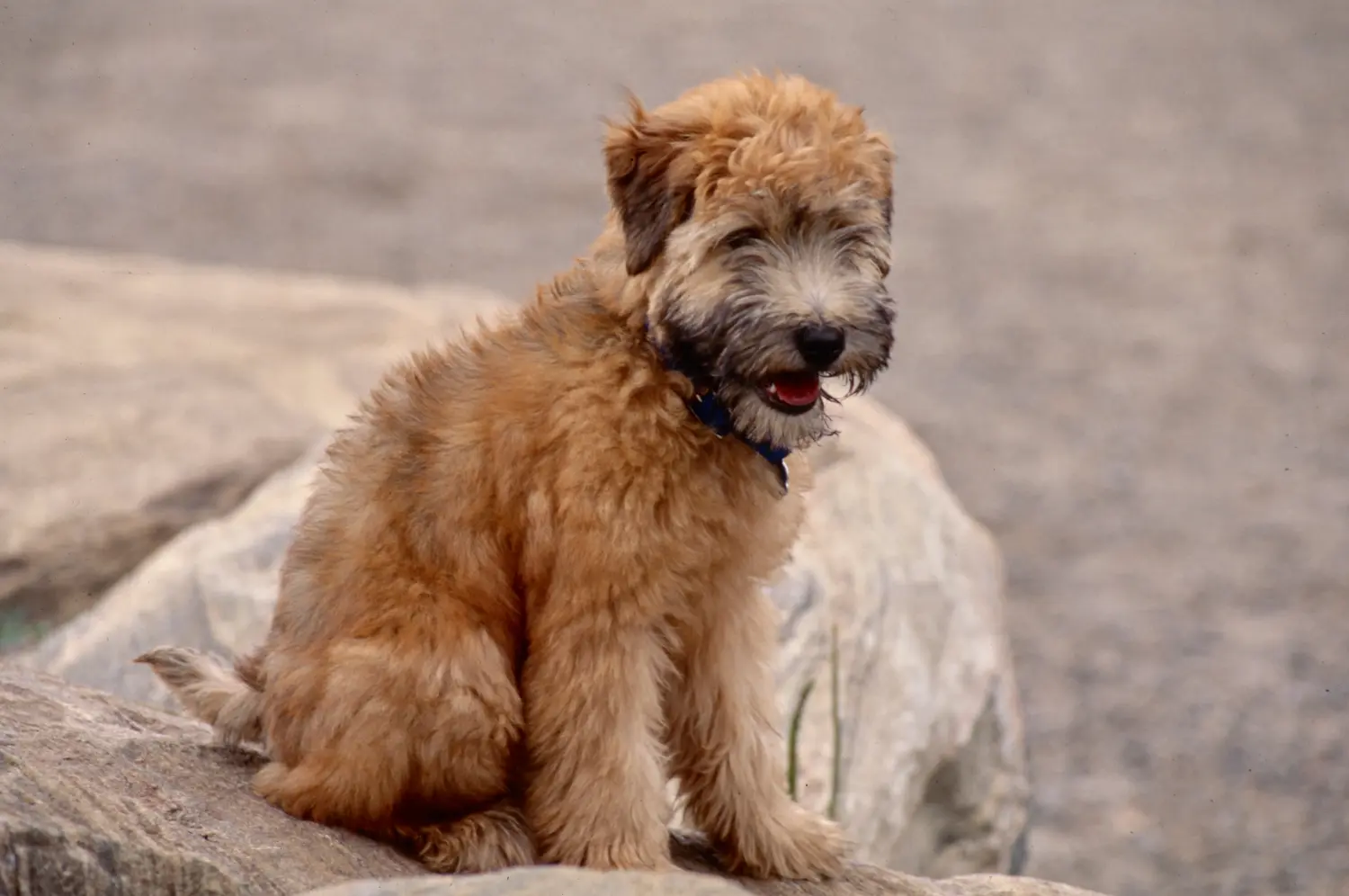 Buying an Irish Soft Coated Wheaten Terrier puppy means taking responsibility! Buy Irish Soft Coated Wheaten Terrier puppies.