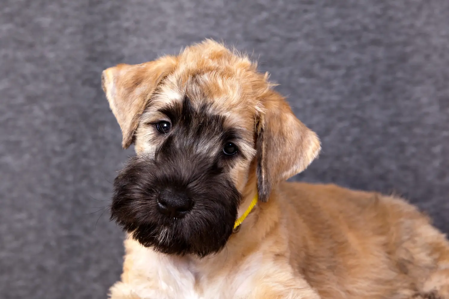 Buying an Irish Soft Coated Wheaten Terrier puppy means taking responsibility! Buy Irish Soft Coated Wheaten Terrier puppies.