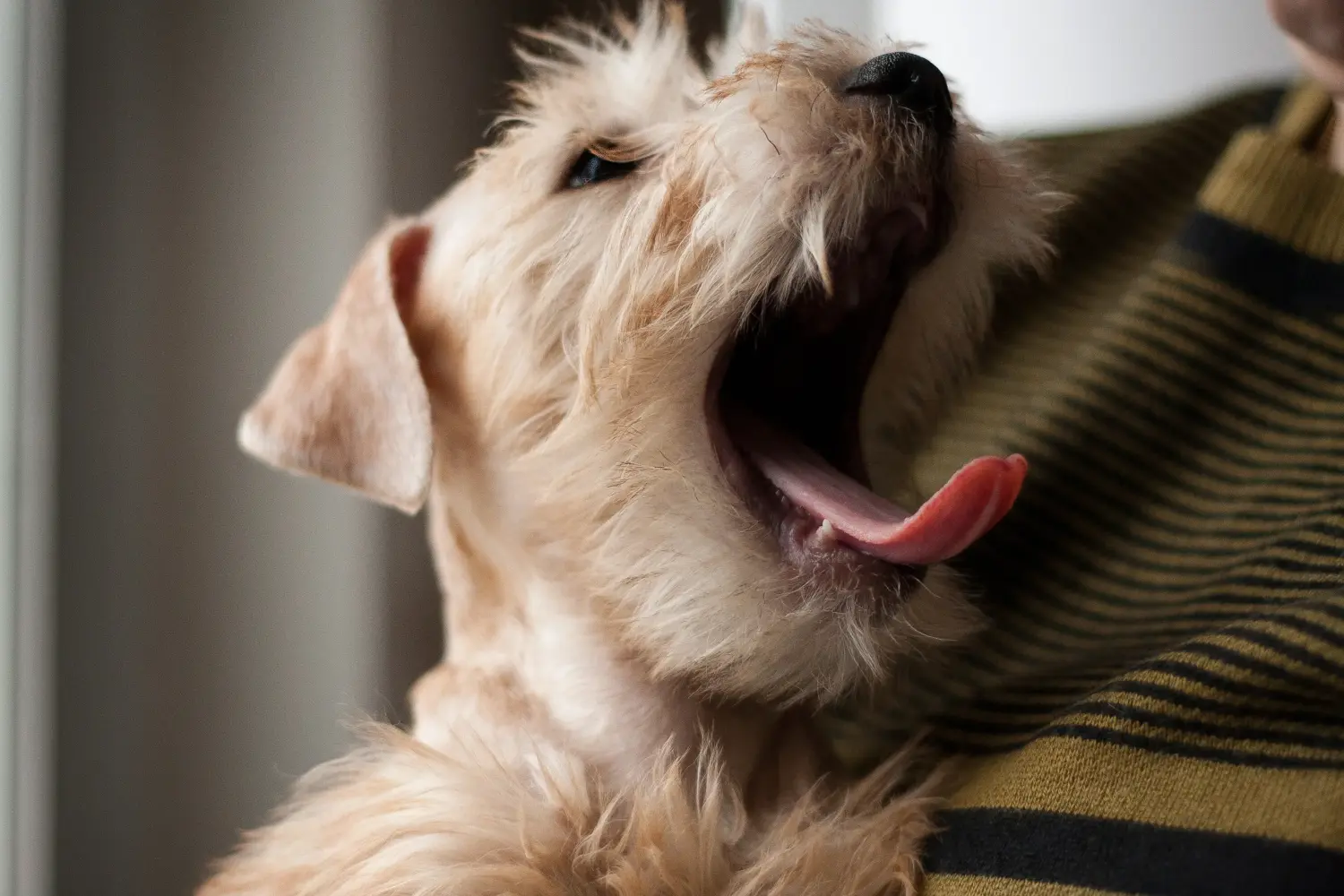 Buying an Irish Soft Coated Wheaten Terrier puppy means taking responsibility! Buy Irish Soft Coated Wheaten Terrier puppies.