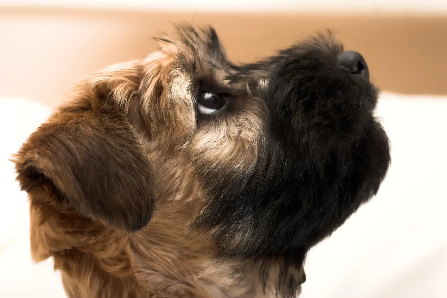 Buying an Irish Soft Coated Wheaten Terrier puppy means taking responsibility! Buy Irish Soft Coated Wheaten Terrier puppies.