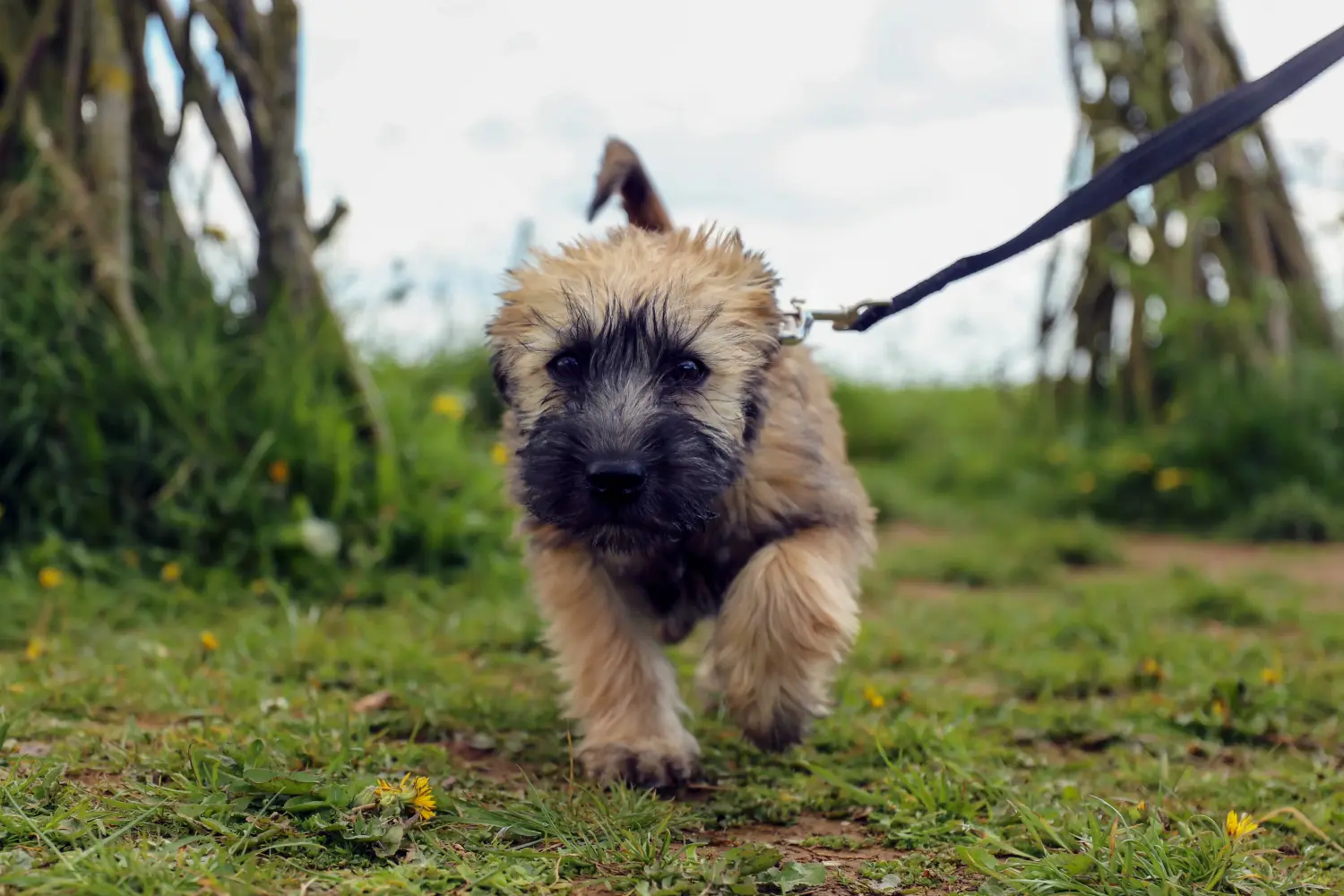 Buying an Irish Soft Coated Wheaten Terrier puppy means taking responsibility! Buy Irish Soft Coated Wheaten Terrier puppies.