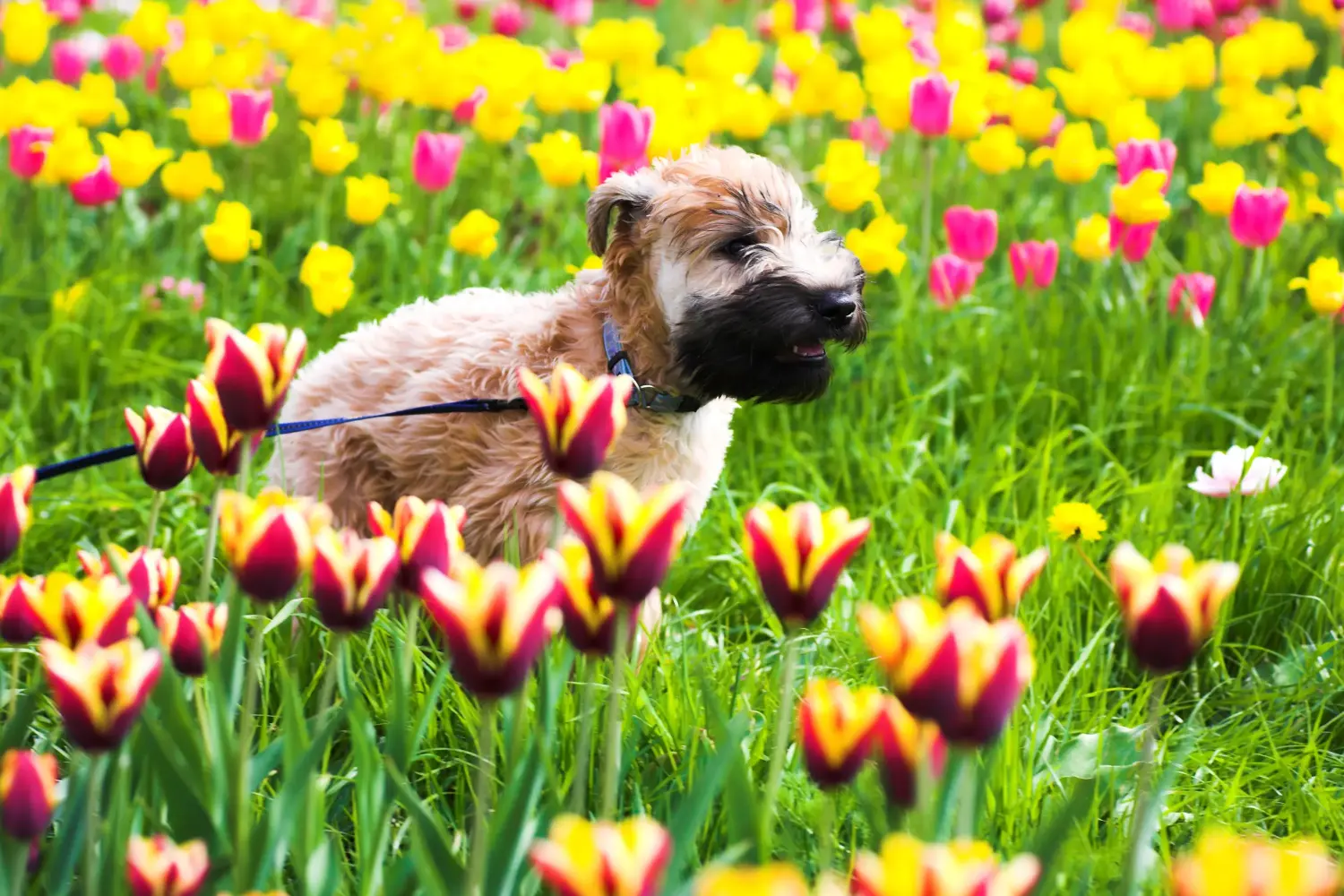 Buying an Irish Soft Coated Wheaten Terrier puppy means taking responsibility! Buy Irish Soft Coated Wheaten Terrier puppies.