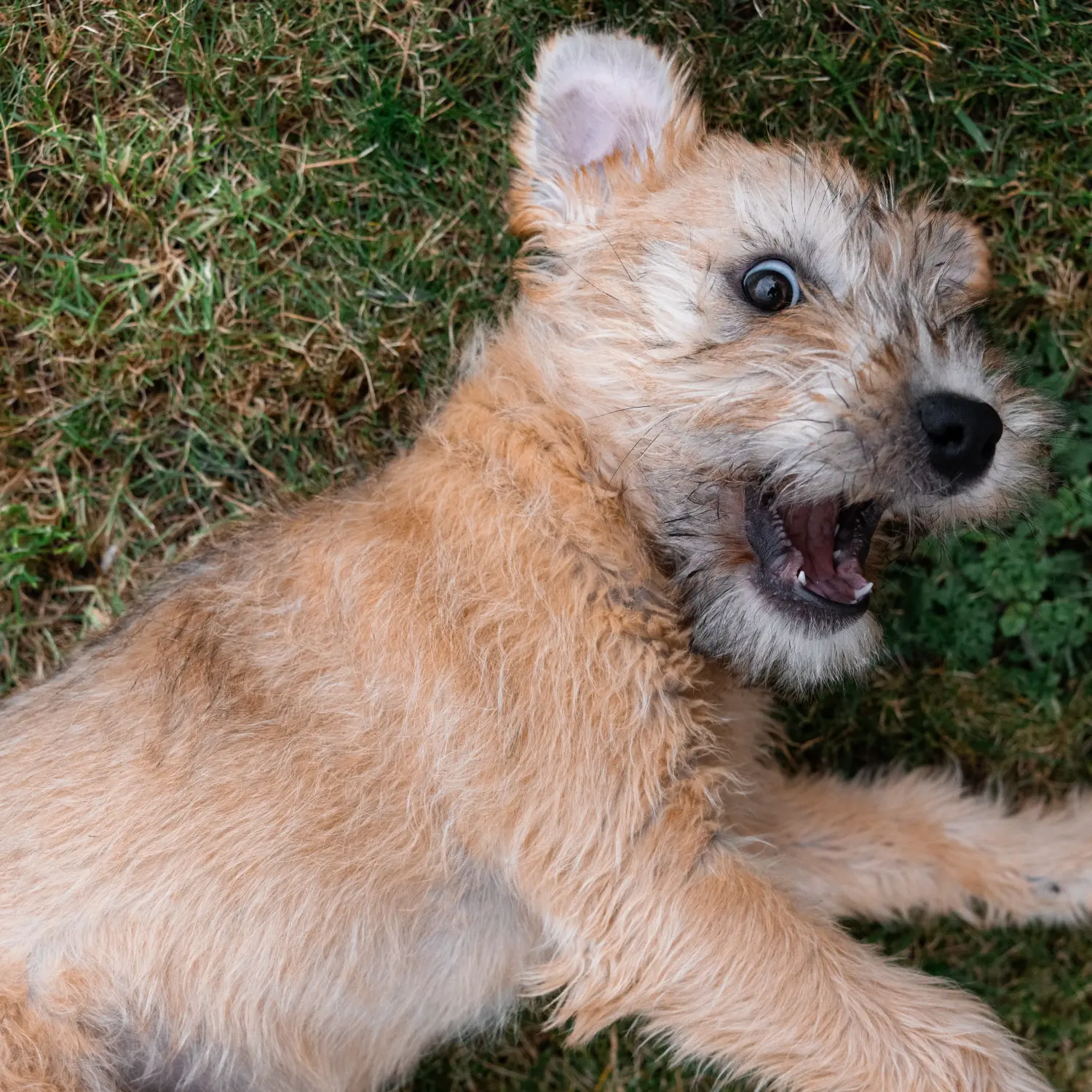 Buying an Irish Soft Coated Wheaten Terrier puppy means taking responsibility! Buy Irish Soft Coated Wheaten Terrier puppies.