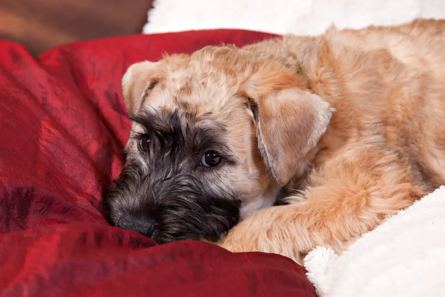 Buying an Irish Soft Coated Wheaten Terrier puppy means taking responsibility! Buy Irish Soft Coated Wheaten Terrier puppies.