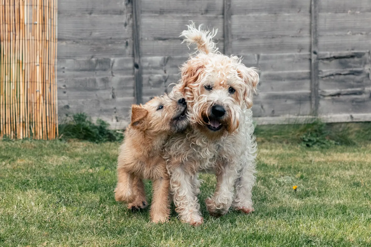 Buying an Irish Soft Coated Wheaten Terrier puppy means taking responsibility! Buy Irish Soft Coated Wheaten Terrier puppies.
