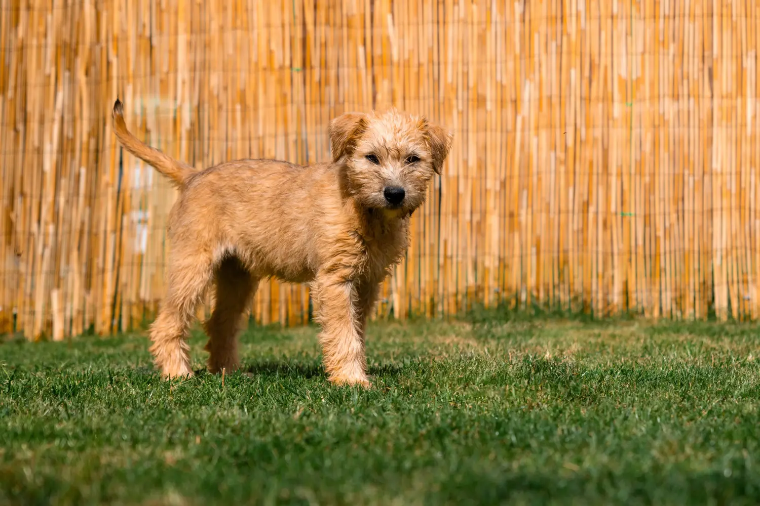 Buying an Irish Soft Coated Wheaten Terrier puppy means taking responsibility! Buy Irish Soft Coated Wheaten Terrier puppies.