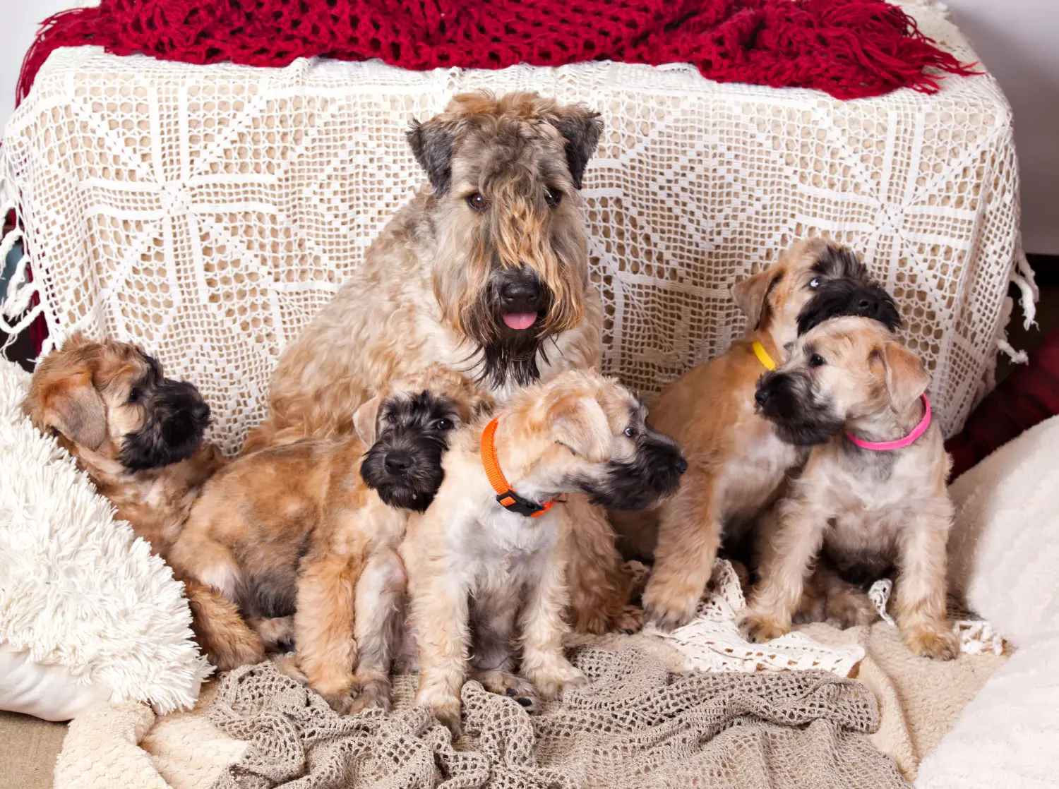 Buying an Irish Soft Coated Wheaten Terrier puppy means taking responsibility! Buy Irish Soft Coated Wheaten Terrier puppies.