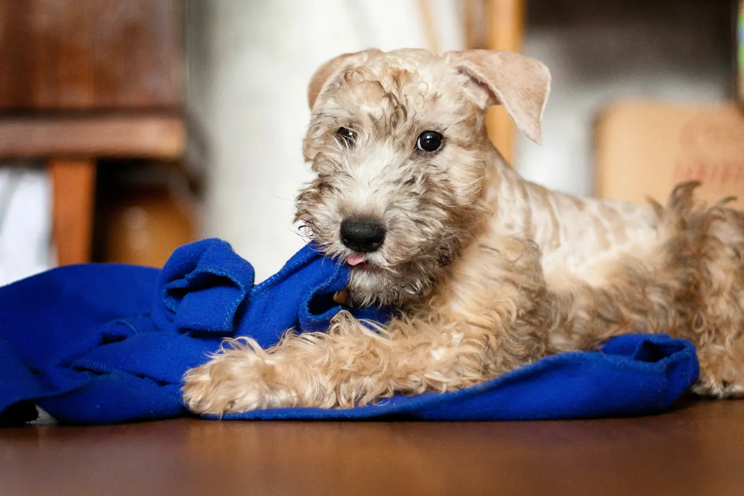 Buying an Irish Soft Coated Wheaten Terrier puppy means taking responsibility! Buy Irish Soft Coated Wheaten Terrier puppies.