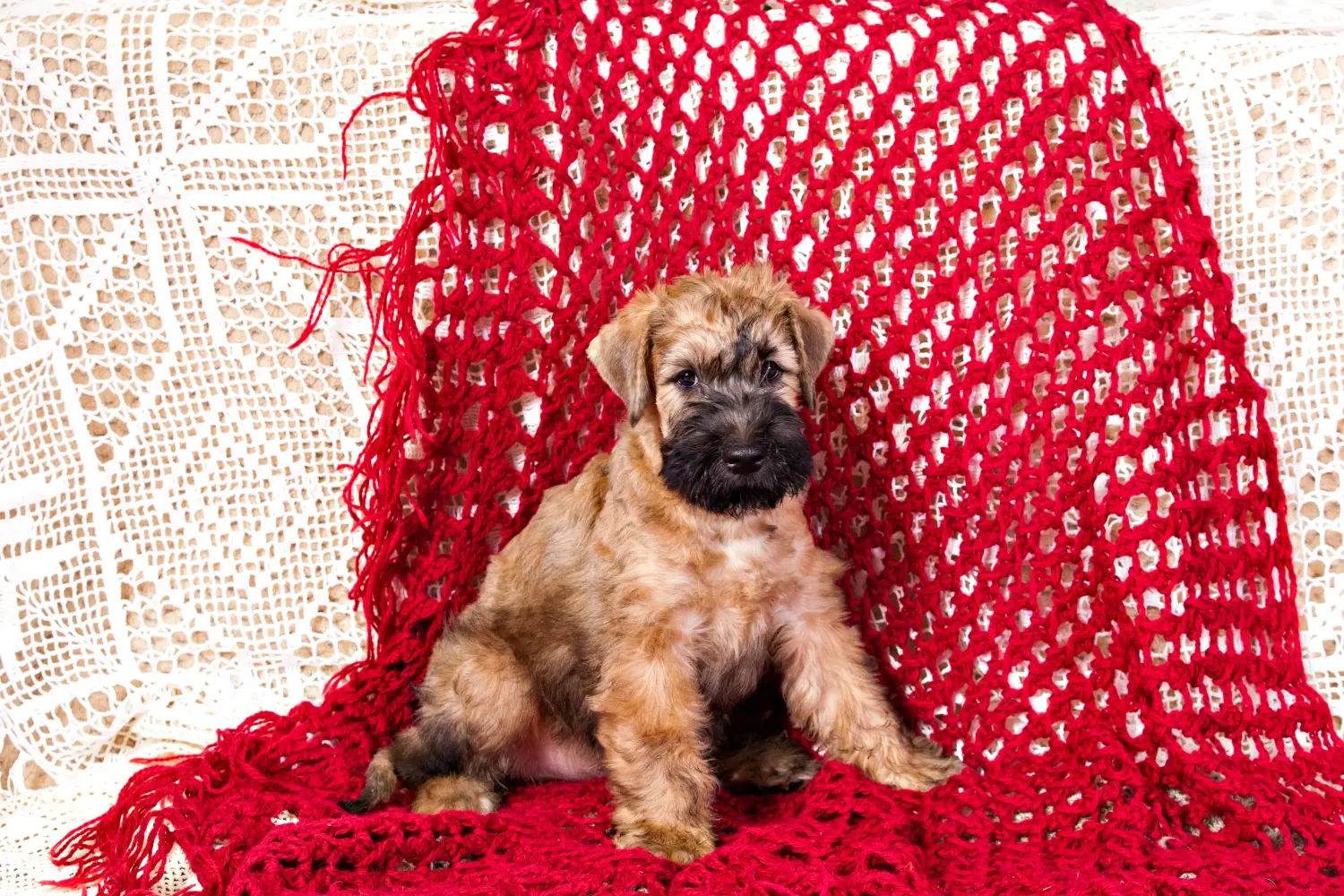 Buying an Irish Soft Coated Wheaten Terrier puppy means taking responsibility! Buy Irish Soft Coated Wheaten Terrier puppies.