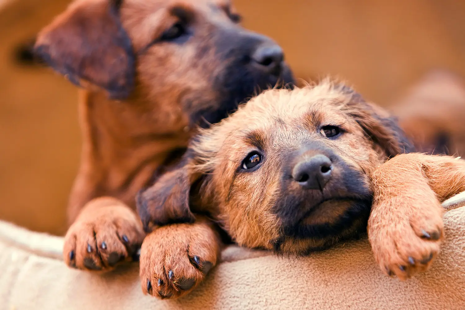Buying an Irish Terrier puppy means taking responsibility! Buy Irish Terrier puppies.