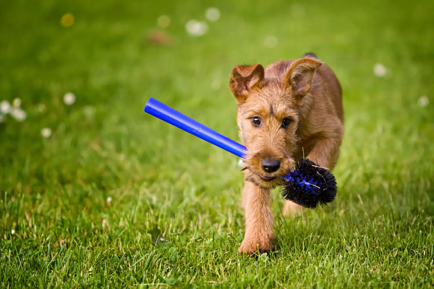 Buying an Irish Terrier puppy means taking responsibility! Buy Irish Terrier puppies.