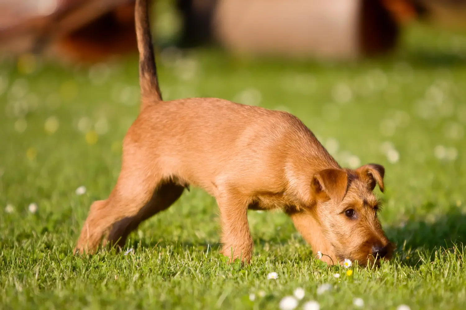 Buying an Irish Terrier puppy means taking responsibility! Buy Irish Terrier puppies.