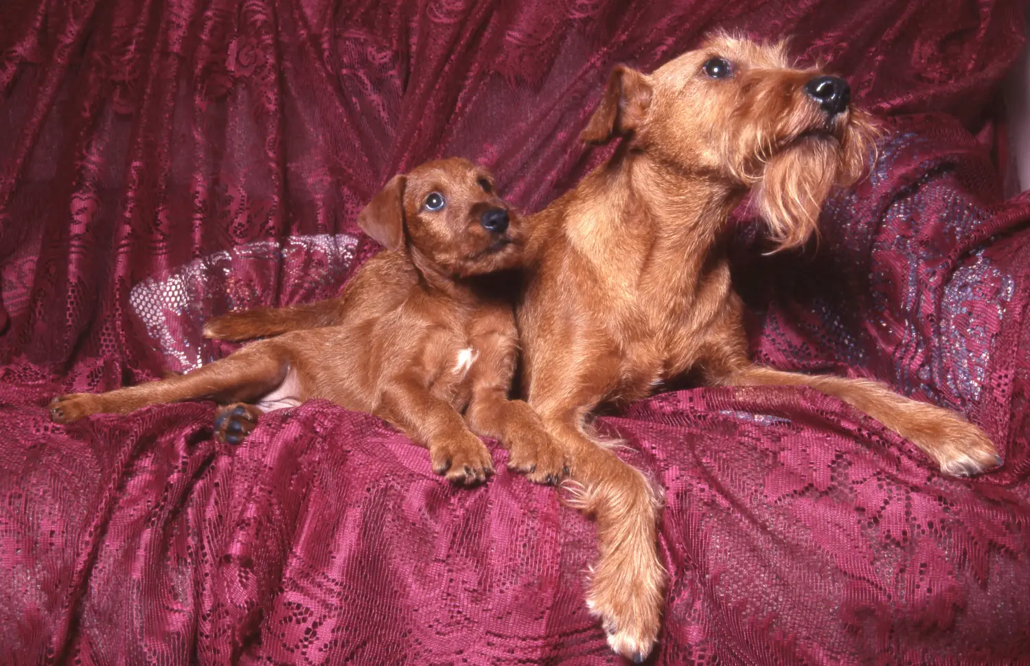 Buying an Irish Terrier puppy means taking responsibility! Buy Irish Terrier puppies.