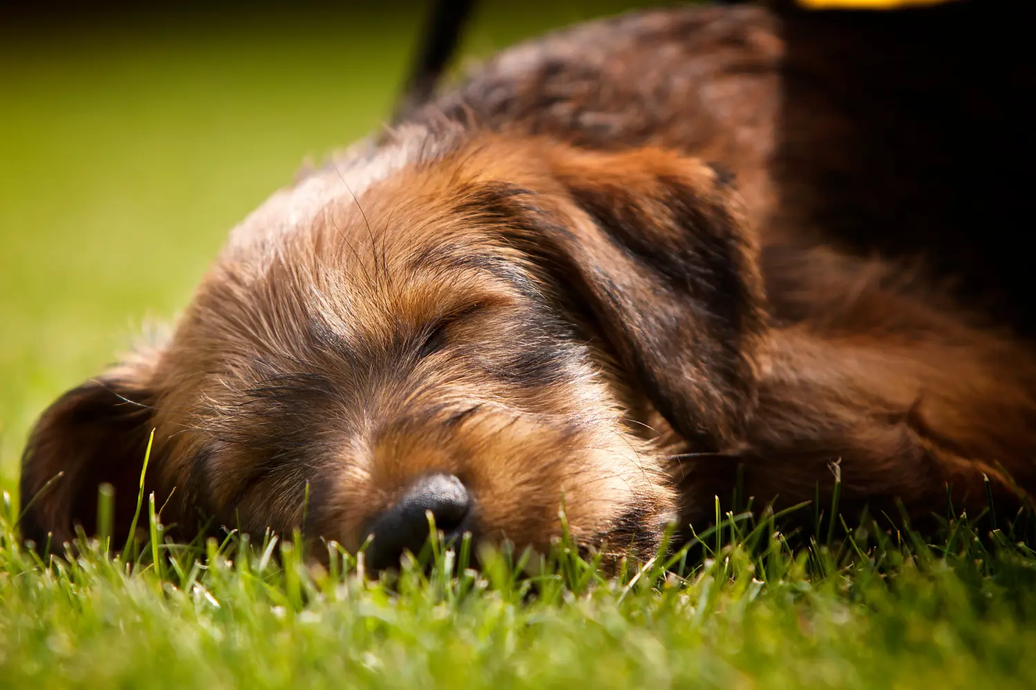 Buying an Irish Terrier puppy means taking responsibility! Buy Irish Terrier puppies.