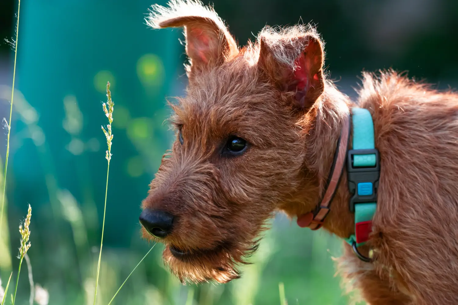 Buying an Irish Terrier puppy means taking responsibility! Buy Irish Terrier puppies.