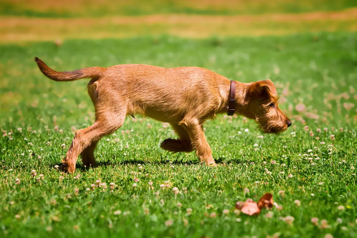 Buying an Irish Terrier puppy means taking responsibility! Buy Irish Terrier puppies.