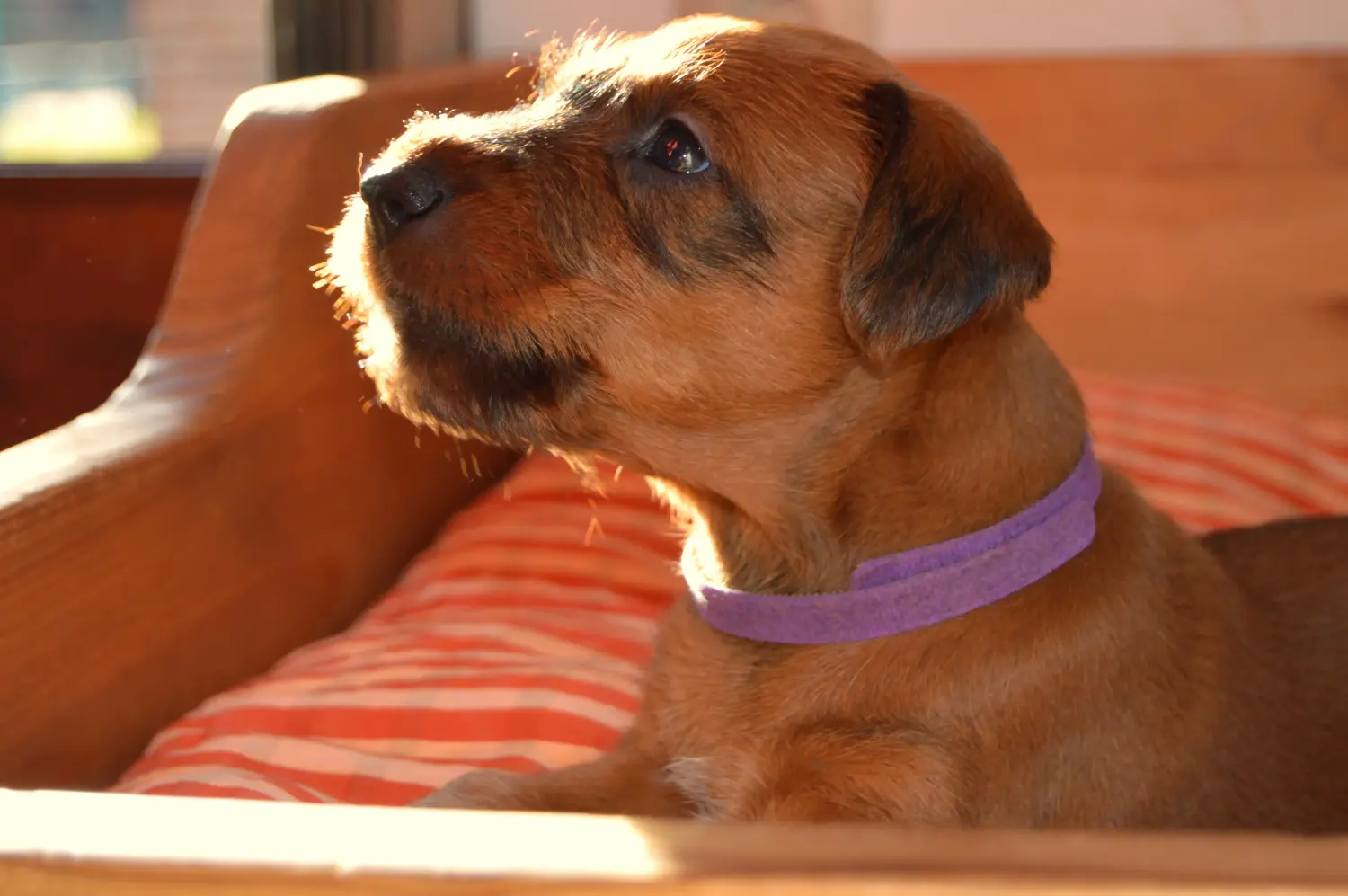 Buying an Irish Terrier puppy means taking responsibility! Buy Irish Terrier puppies.