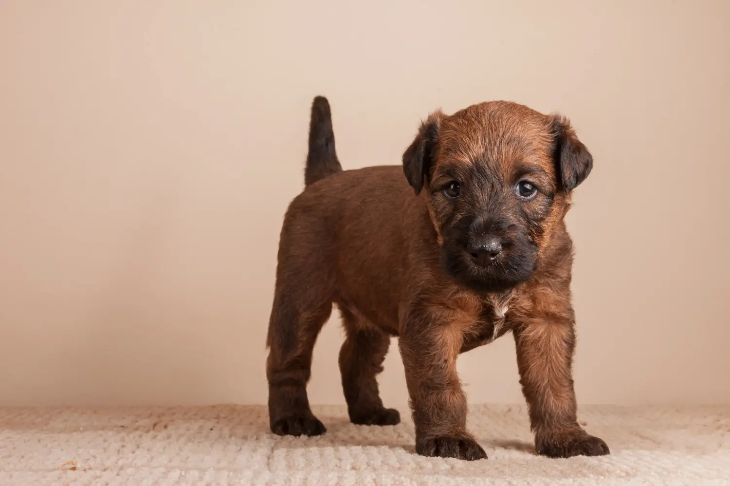 Buying an Irish Terrier puppy means taking responsibility! Buy Irish Terrier puppies.