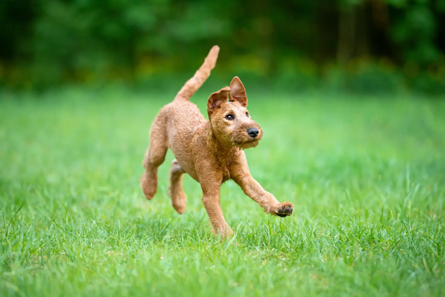 Buying an Irish Terrier puppy means taking responsibility! Buy Irish Terrier puppies.