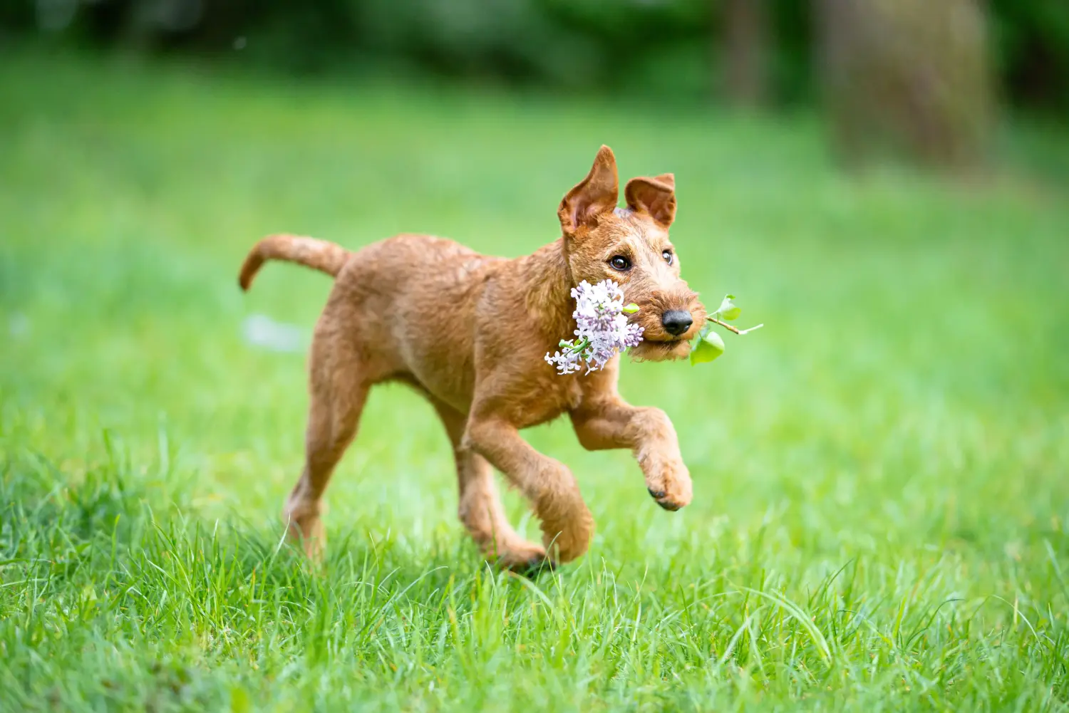 Buying an Irish Terrier puppy means taking responsibility! Buy Irish Terrier puppies.