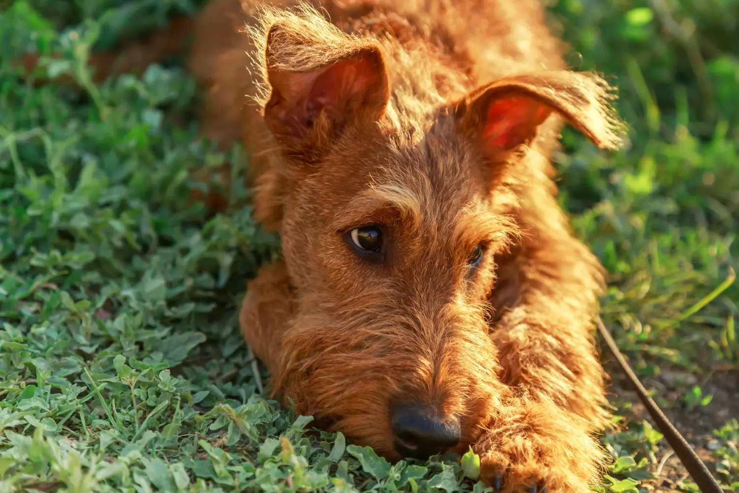 Buying an Irish Terrier puppy means taking responsibility! Buy Irish Terrier puppies.