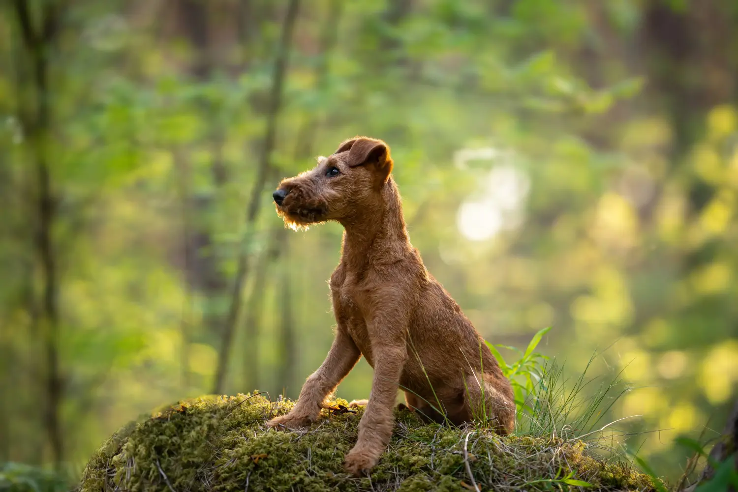 Buying an Irish Terrier puppy means taking responsibility! Buy Irish Terrier puppies.