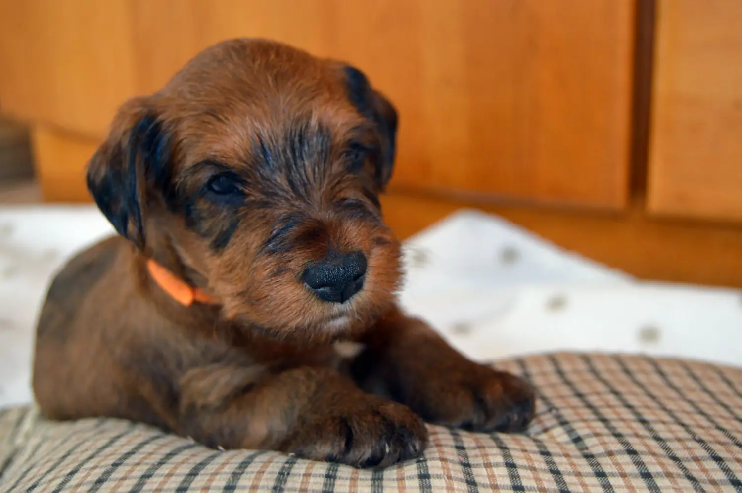 Buying an Irish Terrier puppy means taking responsibility! Buy Irish Terrier puppies.
