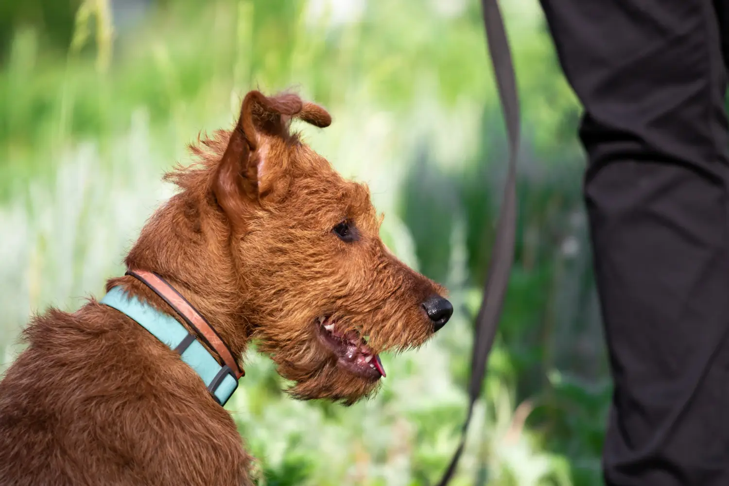 Buying an Irish Terrier puppy means taking responsibility! Buy Irish Terrier puppies.
