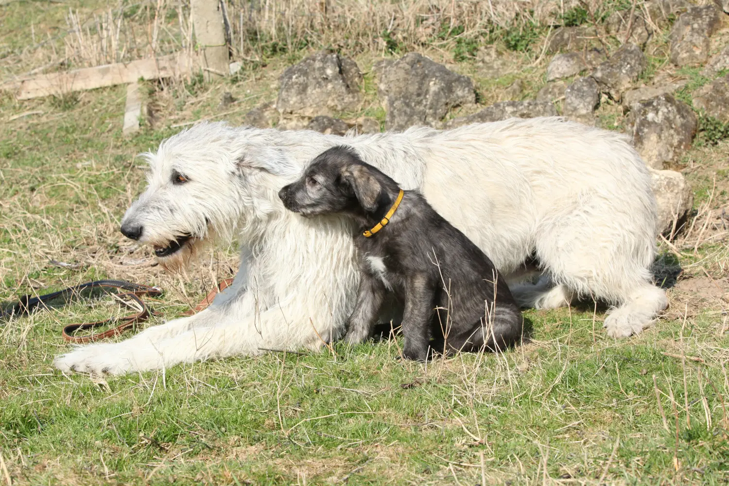 Buying an Irish Wolfhound puppy means taking responsibility! Buy Irish Wolfhound puppies.