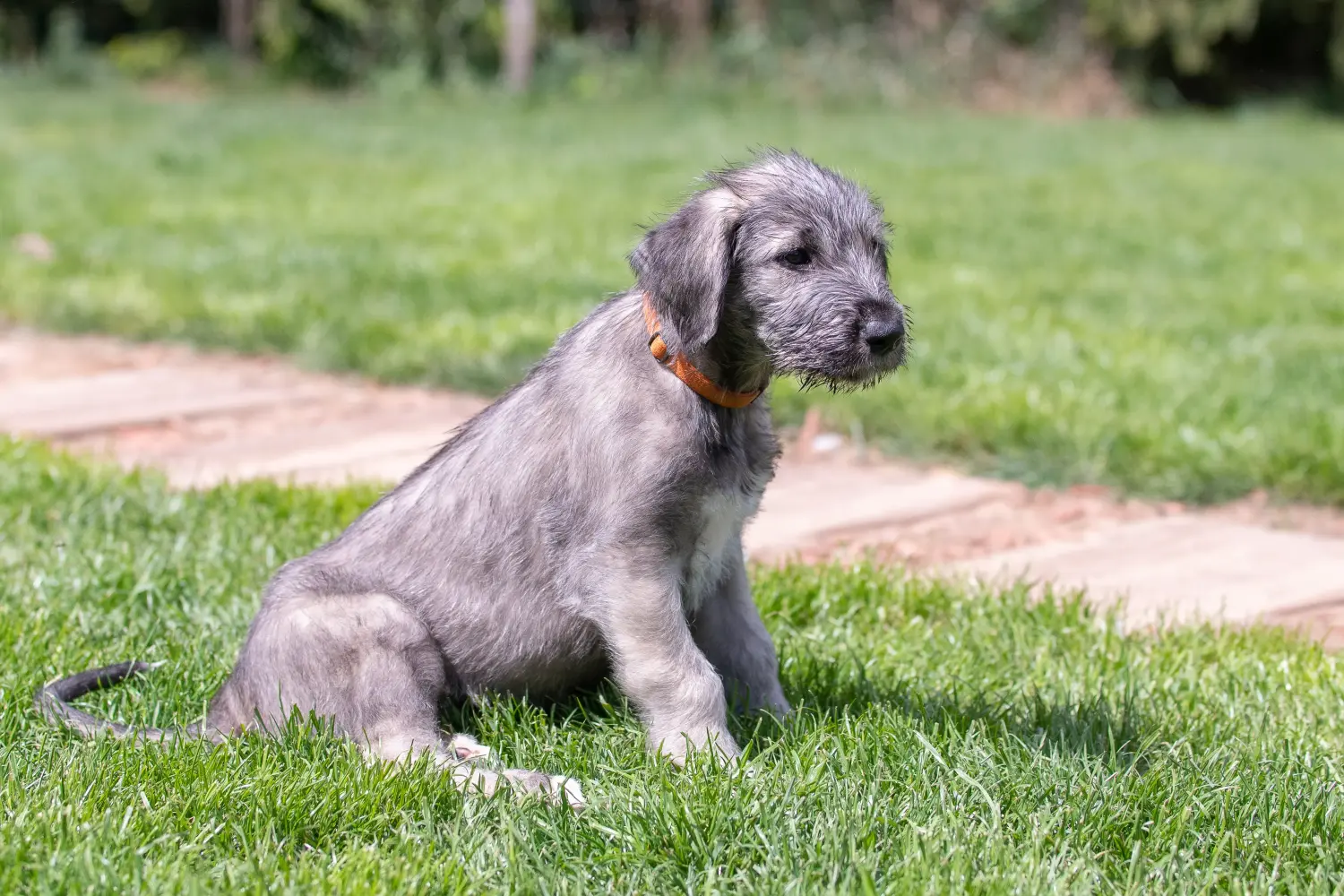 Buying an Irish Wolfhound puppy means taking responsibility! Buy Irish Wolfhound puppies.
