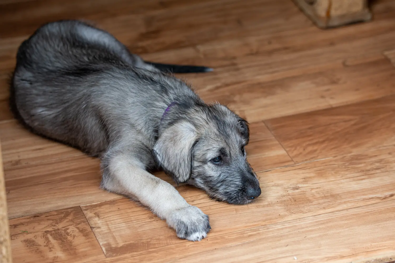 Buying an Irish Wolfhound puppy means taking responsibility! Buy Irish Wolfhound puppies.