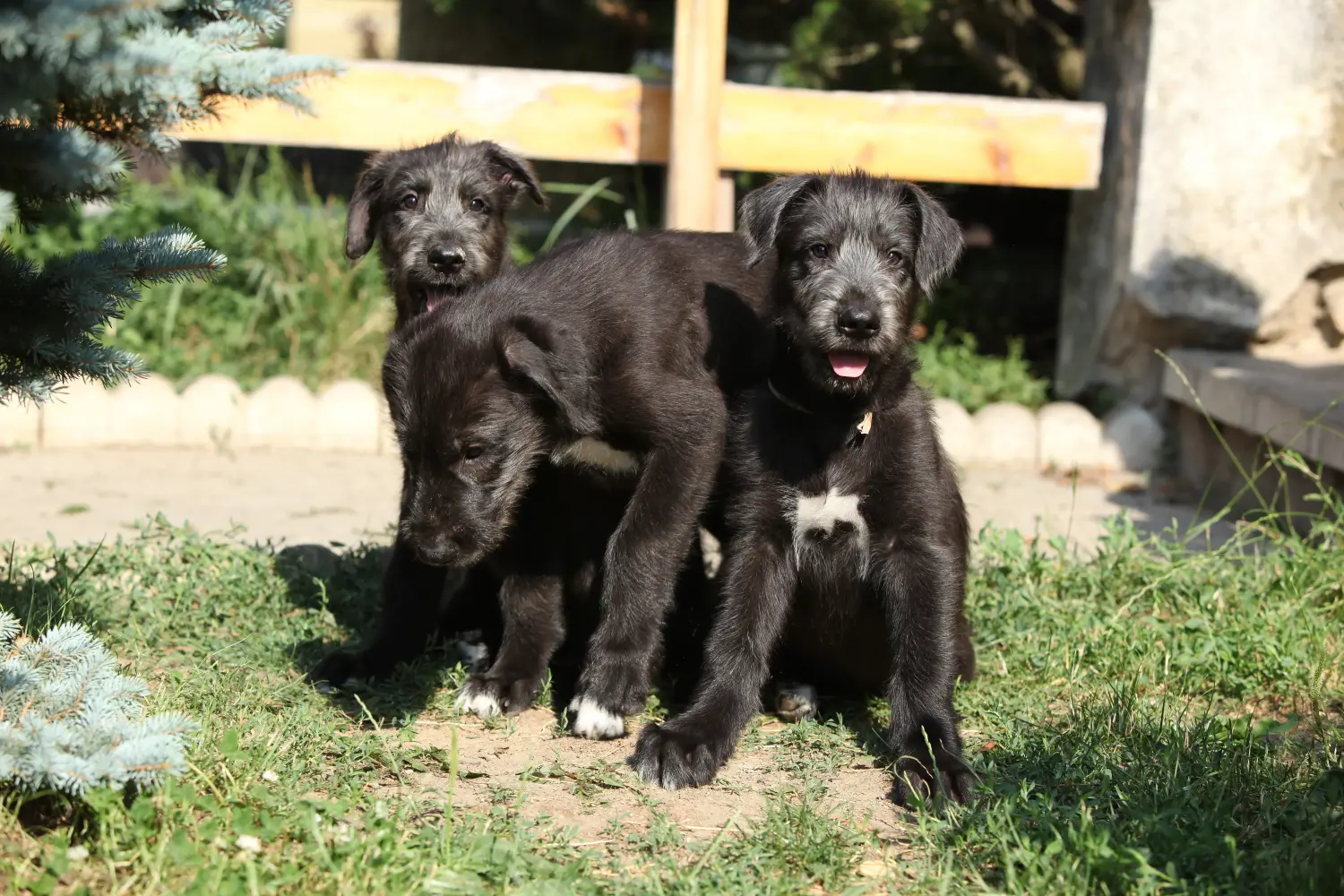 Buying an Irish Wolfhound puppy means taking responsibility! Buy Irish Wolfhound puppies.