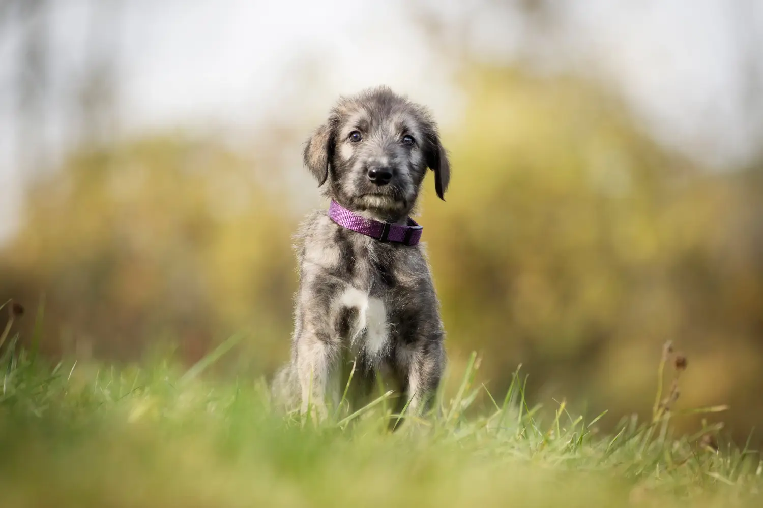 Buying an Irish Wolfhound puppy means taking responsibility! Buy Irish Wolfhound puppies.