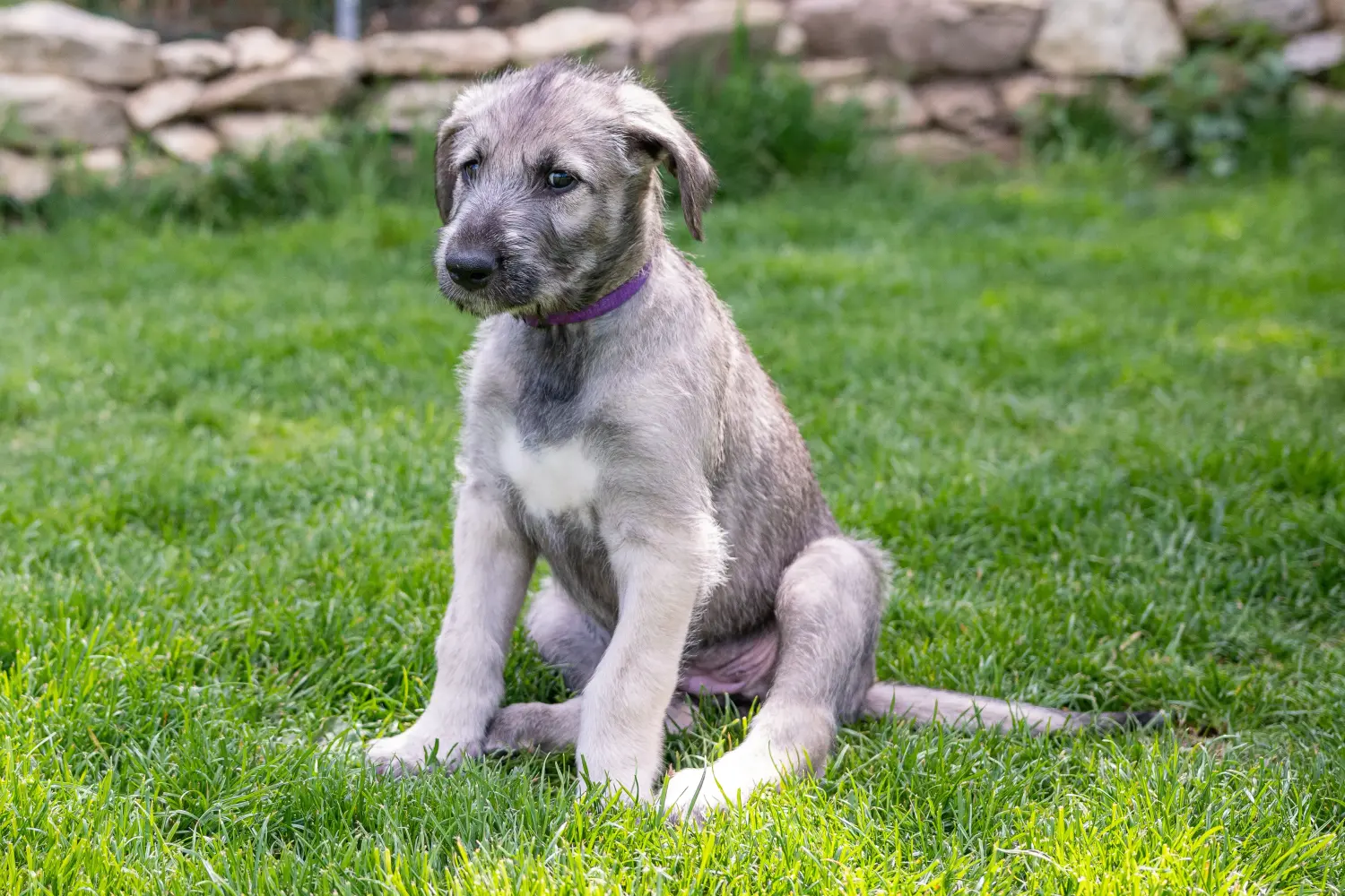 Buying an Irish Wolfhound puppy means taking responsibility! Buy Irish Wolfhound puppies.