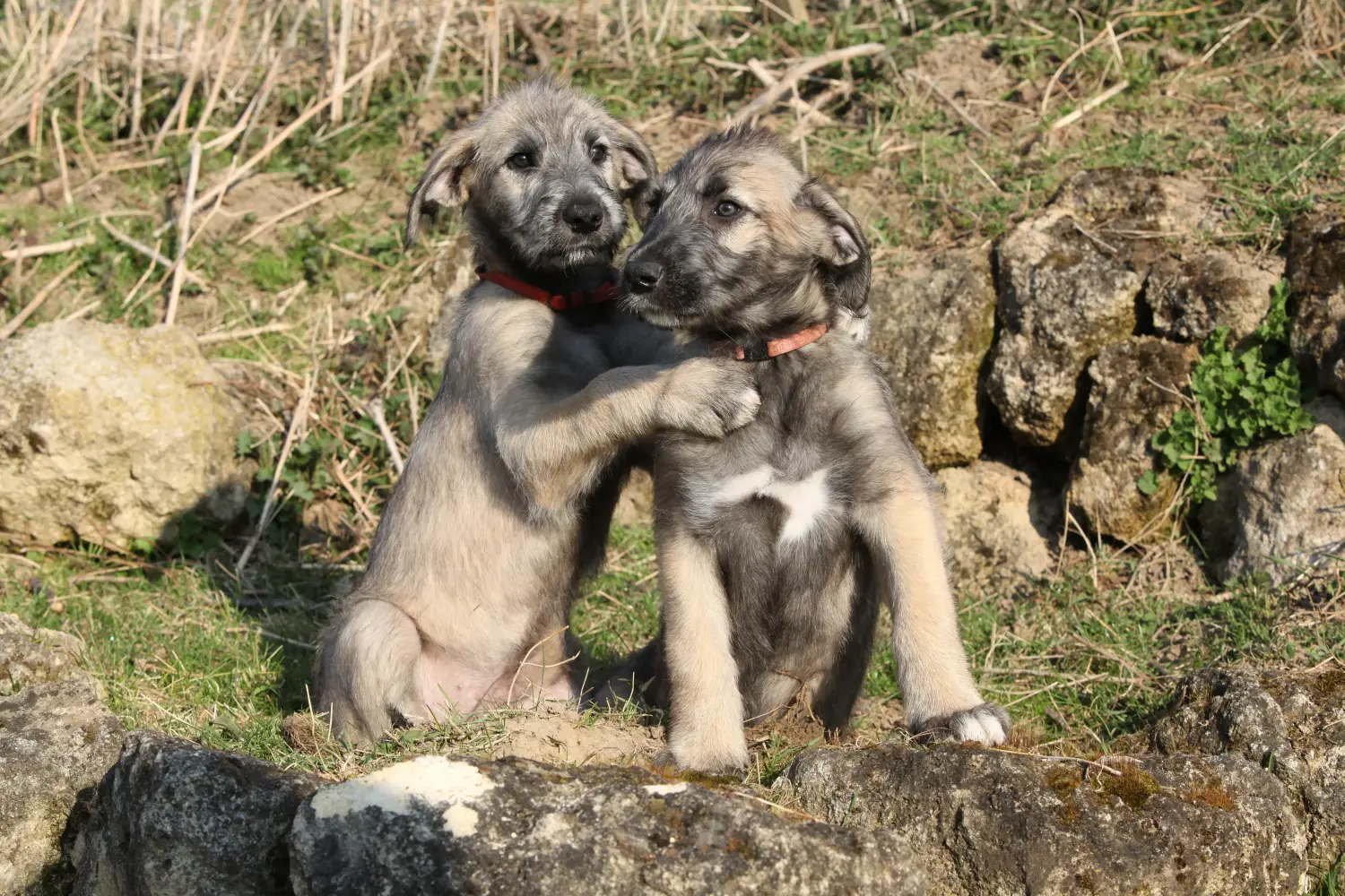 Buying an Irish Wolfhound puppy means taking responsibility! Buy Irish Wolfhound puppies.