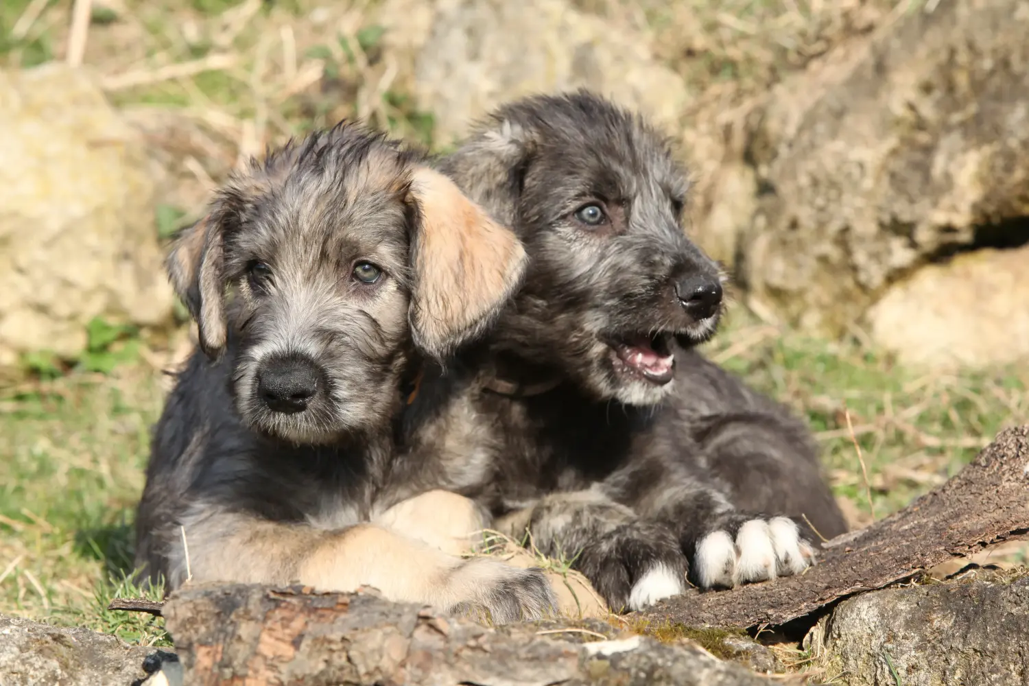 Buying an Irish Wolfhound puppy means taking responsibility! Buy Irish Wolfhound puppies.
