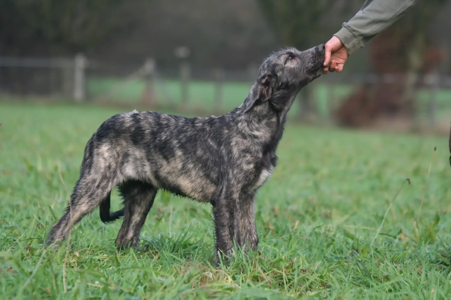 Buying an Irish Wolfhound puppy means taking responsibility! Buy Irish Wolfhound puppies.