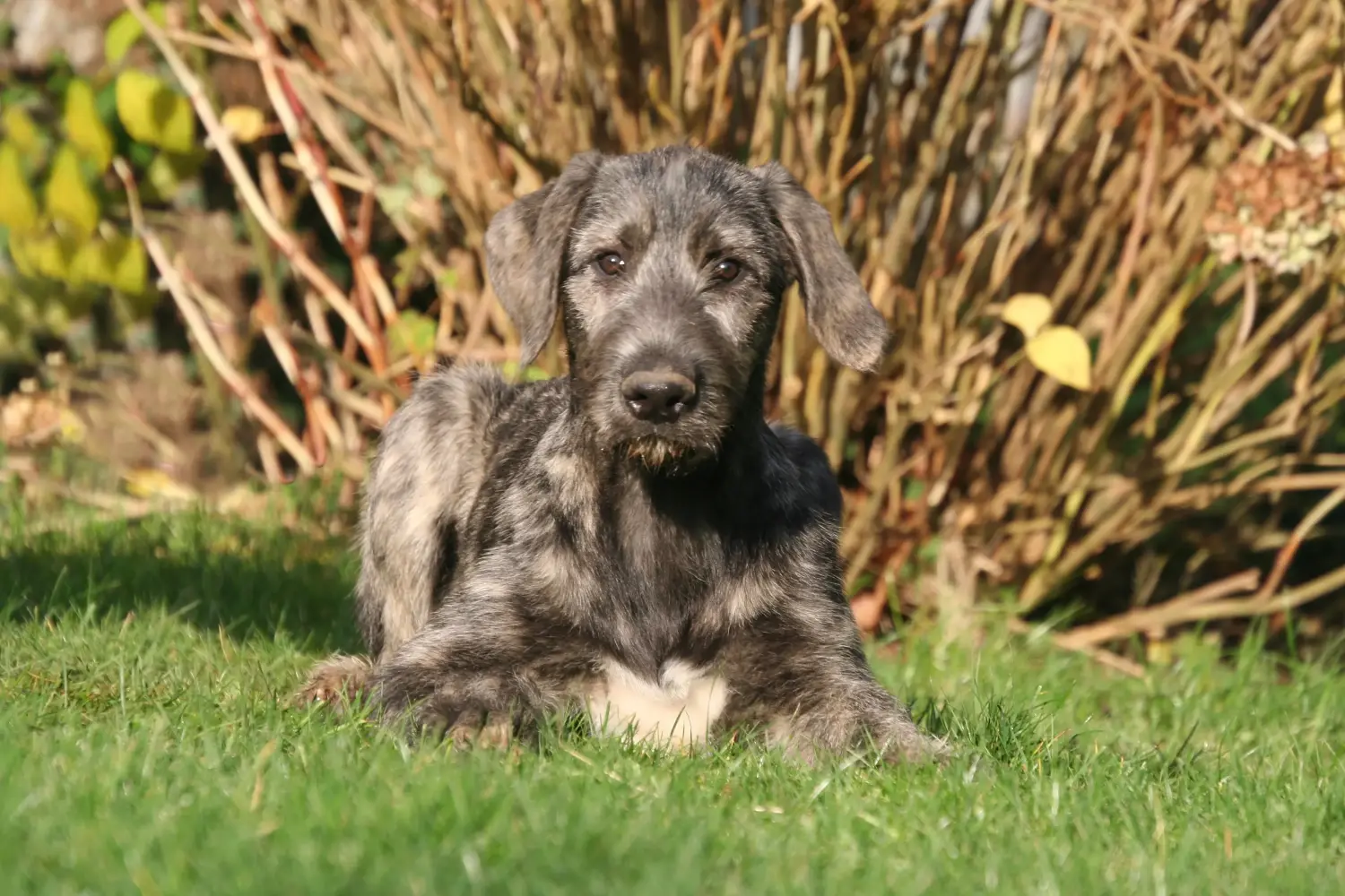 Buying an Irish Wolfhound puppy means taking responsibility! Buy Irish Wolfhound puppies.