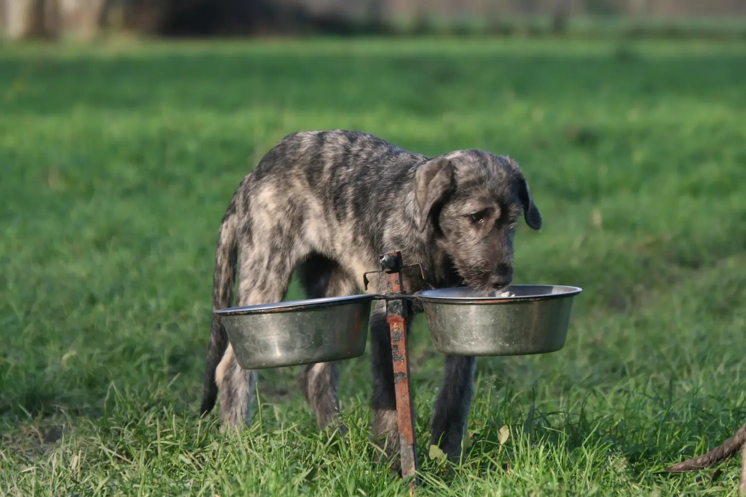 Buying an Irish Wolfhound puppy means taking responsibility! Buy Irish Wolfhound puppies.