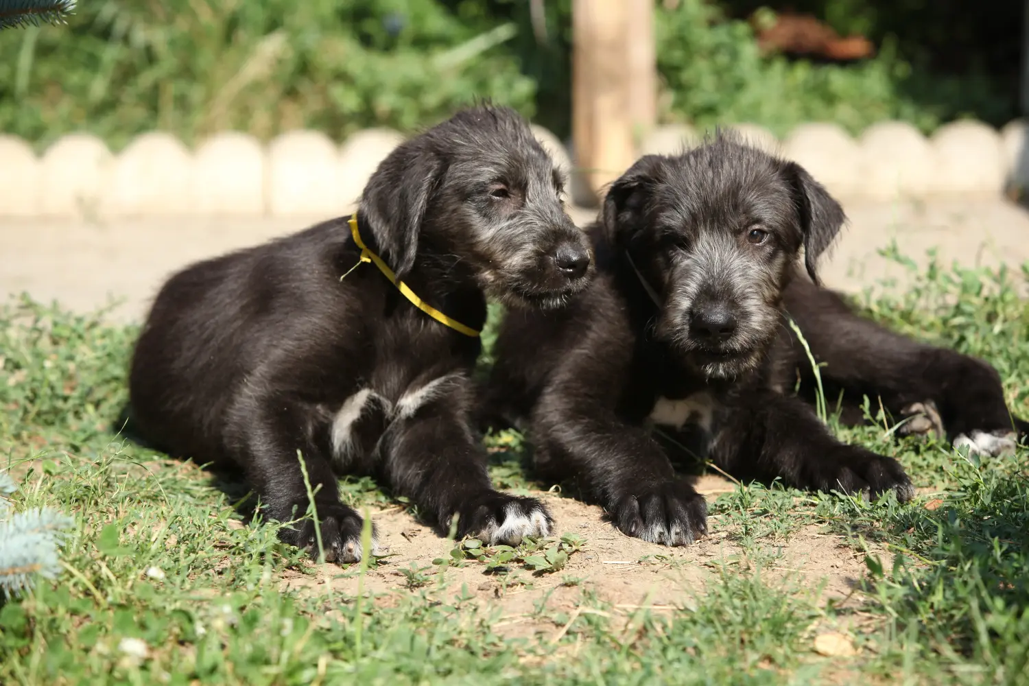 Buying an Irish Wolfhound puppy means taking responsibility! Buy Irish Wolfhound puppies.
